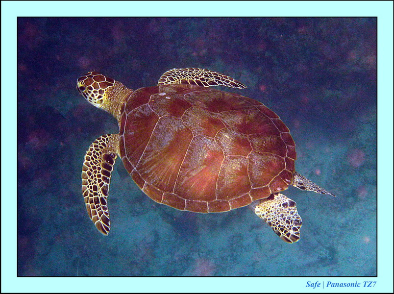 2011 - 08 - Borneo - Mataking 14